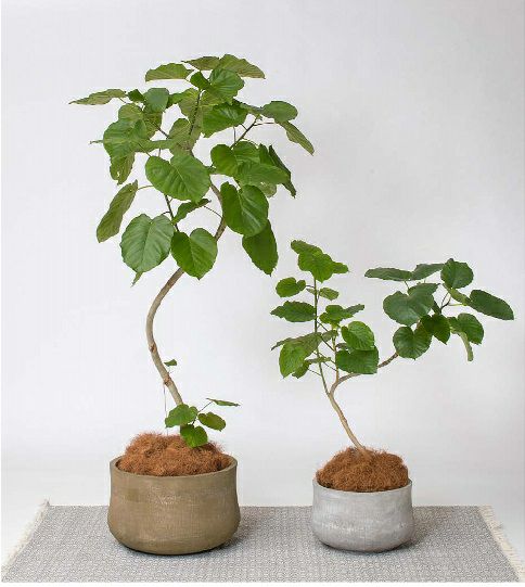 タカショー アンターム（大）ブラウン